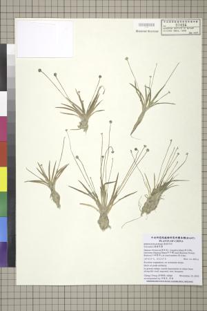 <a href="https://brmas.openmuseum.tw/muse/digi_object/4f3167870f03c2fc30649504806c9ca8" target="_blank">穀精草屬／中央研究院生物多樣性研究博物館植物標本館 (HAST)</a>