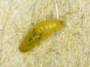<a href="https://taieol.tw/muse/digi_object/f58a0ed65ea1bcfa173f561fce77fde5" target="_blank">番茄斑潛蠅／By：naturalist8102／iNaturalist</a>