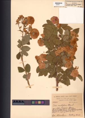 <a href="https://brmas.openmuseum.tw/muse/digi_object/4f5469341dbf44f8a752f78d1ccbf444" target="_blank">野薔薇／中央研究院生物多樣性研究博物館植物標本館 (HAST)</a>