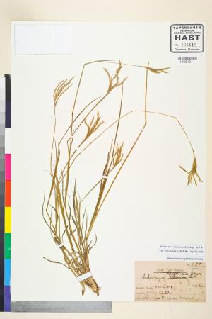 <a href="https://brmas.openmuseum.tw/muse/digi_object/4f61a7b717616b1677f064f6e5457881" target="_blank">白羊草／中央研究院生物多樣性研究博物館植物標本館 (HAST)</a>