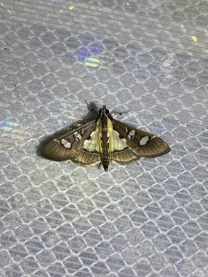<a href="https://taieol.tw/muse/digi_object/68fd4f2b2654123d44ae48bd15c6e407" target="_blank">Glyphodes chilka／By：chengshou／iNaturalist</a>