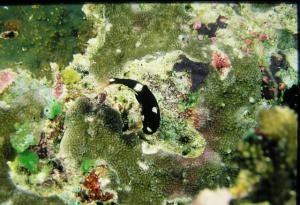 <a href="https://fishdb.sinica.edu.tw/muse/digi_object/701378f8409e521cdaaea44e6f9a6e64" target="_blank">Bodianus axillaris@fishdb-media-1691／郭道仁</a>