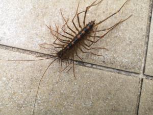 <a href="https://taieol.tw/muse/digi_object/ba9086a40d617d573c1c917ff2b75464" target="_blank">Thereuopoda clunifera／By：rueichung／iNaturalist</a>