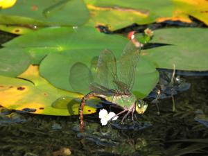 <a href="https://taieol.tw/muse/digi_object/e1addae56543c18ec2cf3b62d7ba524e" target="_blank">麻斑晏蜓／By：shaurong／iNaturalist</a>