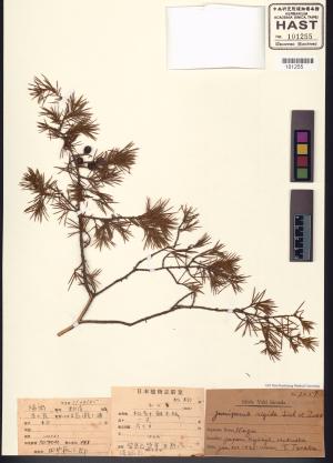 <a href="https://brmas.openmuseum.tw/muse/digi_object/4f871ec4f80c8579cef26c1bf216cfb2" target="_blank">刺柏屬／中央研究院生物多樣性研究博物館植物標本館 (HAST)</a>