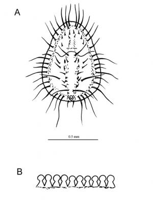 Aleurocanthus mangiferae  Quaintance & Baker, 1917