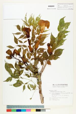 <a href="https://brmas.openmuseum.tw/muse/digi_object/4f956c81d826cb4c4ba200ca726d7cfd" target="_blank">山菜豆／中央研究院生物多樣性研究博物館植物標本館 (HAST)</a>