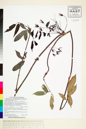 <a href="https://brmas.openmuseum.tw/muse/digi_object/4f97adba17f32266f4f436386568b005" target="_blank">紫花野木瓜／中央研究院生物多樣性研究博物館植物標本館 (HAST)</a>