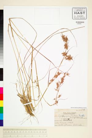 <a href="https://brmas.openmuseum.tw/muse/digi_object/4fa85675c08d64de3a3ed637106166b3" target="_blank">香茅／中央研究院生物多樣性研究博物館植物標本館 (HAST)</a>
