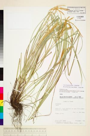<a href="https://brmas.openmuseum.tw/muse/digi_object/4fa952e919dda6d8886fb6ec7ed4986d" target="_blank">長梗扁果薹／中央研究院生物多樣性研究博物館植物標本館 (HAST)</a>
