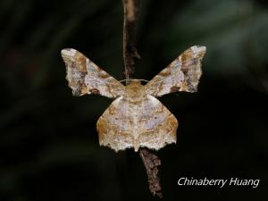 <a href="https://taieol.tw/muse/digi_object/362fe250c412700d748a7ef114e4c59a" target="_blank">Krananda oliveomarginata／By：chinaberryhuang／iNaturalist</a>