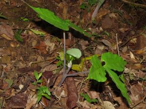 <a href="https://taieol.tw/muse/digi_object/1d5eb04da45d542584c2aae30d687e6a" target="_blank">申跋／By：chiuluan／iNaturalist</a>