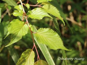 <a href="https://taieol.tw/muse/digi_object/52d9617309d56fd4e88c6ad0012f75dc" target="_blank">阿里山櫻花／By：chinaberryhuang／iNaturalist</a>