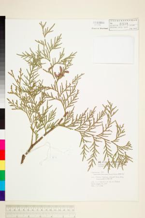 <a href="https://brmas.openmuseum.tw/muse/digi_object/50055349fc0042ed5d3068e54f6fec45" target="_blank">台灣肖楠／中央研究院生物多樣性研究博物館植物標本館 (HAST)</a>
