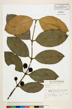 <a href="https://brmas.openmuseum.tw/muse/digi_object/500b047106a52dcc3f9a75e93c79fae6" target="_blank">福木屬／中央研究院生物多樣性研究博物館植物標本館 (HAST)</a>