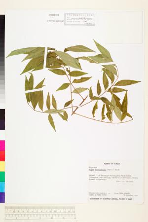 <a href="https://brmas.openmuseum.tw/muse/digi_object/5027a2f542732ed8ff2a7777f8dad3b3" target="_blank">臭辣樹(賊仔樹)／中央研究院生物多樣性研究博物館植物標本館 (HAST)</a>