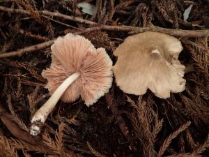 Entoloma rhodopolium(褐蓋粉褶菌)