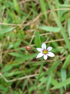 <a href="https://taieol.tw/muse/digi_object/53416adab214870e20ccd772b9dda8e2" target="_blank">庭菖蒲／By：lipenghsu／iNaturalist</a>