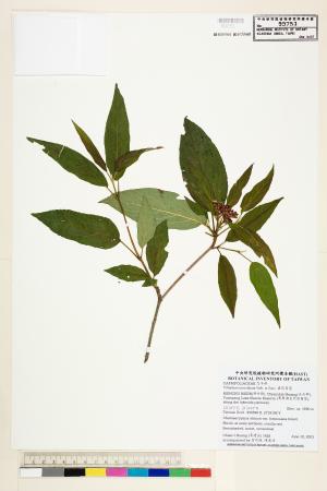 <a href="https://brmas.openmuseum.tw/muse/digi_object/507c5dec9a921d08e1a831065c489a10" target="_blank">壺花莢蒾／中央研究院生物多樣性研究博物館植物標本館 (HAST)</a>