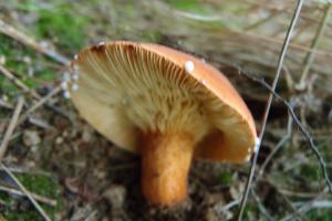 Lactarius volemus(多汁乳菇)