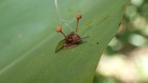 Ophiocordyceps dipterigena(雙翅蛇形蟲草)