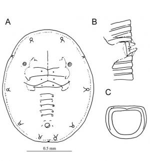 Dialeuropora murrayae  (Takahashi, 1931)