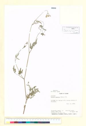 <a href="https://brmas.openmuseum.tw/muse/digi_object/50af67ed7cfb300eed866f6d10f5843c" target="_blank">竊衣／中央研究院生物多樣性研究博物館植物標本館 (HAST)</a>