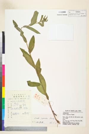 <a href="https://brmas.openmuseum.tw/muse/digi_object/50d6bb1b0fe88873c322fa9f8dce6b58" target="_blank">Inella japonica／中央研究院生物多樣性研究博物館植物標本館 (HAST)</a>