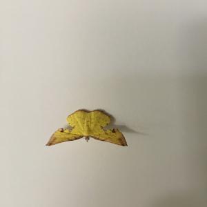 <a href="https://taieol.tw/muse/digi_object/e85d140113d2fe603b375eafd5dde387" target="_blank">Corymica arnearia／By：naturalist9238／iNaturalist</a>