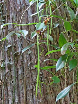 <a href="https://taieol.tw/muse/digi_object/10082c1fdf0c5d607fb630856e56928a" target="_blank">長果藤／By：naturalist14740／iNaturalist</a>