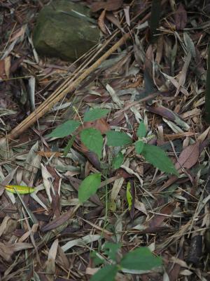 <a href="https://taieol.tw/muse/digi_object/9aa402ed62011f240d6bf997542fcf4d" target="_blank">牛膝／By：leaf0605／iNaturalist</a>