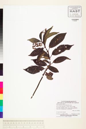 <a href="https://brmas.openmuseum.tw/muse/digi_object/51193586eb073a1b320fa6269dc4d538" target="_blank">奮起湖冷水麻／中央研究院生物多樣性研究博物館植物標本館 (HAST)</a>