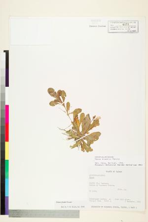 <a href="https://brmas.openmuseum.tw/muse/digi_object/512ac520142abe0d0283c7531840443e" target="_blank">佛氏通泉草(台灣通泉草)／中央研究院生物多樣性研究博物館植物標本館 (HAST)</a>