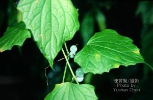 <a href="https://taieol.tw/muse/digi_object/a80baee1113945e83a7aacae6dd51146" target="_blank">黑果馬㼎兒／By：陳育賢／臺灣物種名錄(TaiCOL)</a>