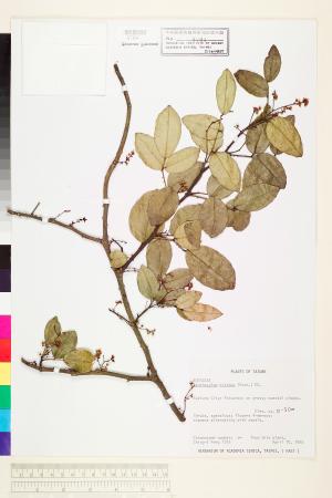 <a href="https://brmas.openmuseum.tw/muse/digi_object/51392423a0707c270f0ff9ba0ea042b9" target="_blank">雙面刺／中央研究院生物多樣性研究博物館植物標本館 (HAST)</a>