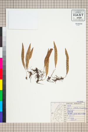 <a href="https://brmas.openmuseum.tw/muse/digi_object/513ec97d1127560342cdfbb62da4f15c" target="_blank">網眼瓦葦／中央研究院生物多樣性研究博物館植物標本館 (HAST)</a>