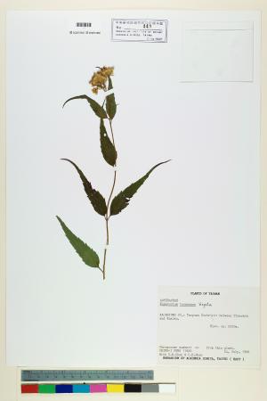 <a href="https://brmas.openmuseum.tw/muse/digi_object/51478bf19b1b0d058f48f7355bd2d255" target="_blank">塔山澤蘭／中央研究院生物多樣性研究博物館植物標本館 (HAST)</a>