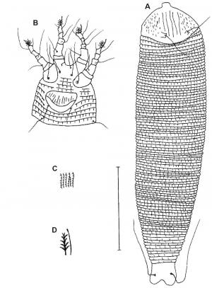 Stenacis biserratae Huang, 2001