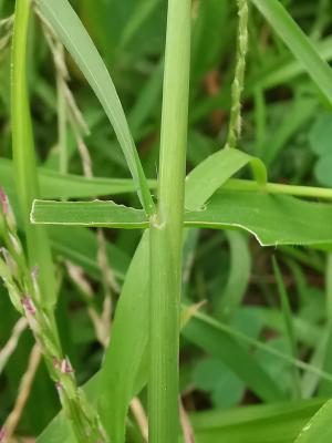 <a href="https://taieol.tw/muse/digi_object/ab65be8ab84ee894093dde034973b90d" target="_blank">升馬唐／By：fernslu／iNaturalist</a>