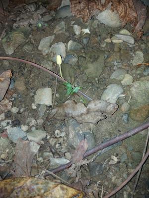 <a href="https://taieol.tw/muse/digi_object/6ccbafc5a1fa93b64d07e765d8b852f2" target="_blank">易碎白鬼傘／By：naturalist5923／iNaturalist</a>