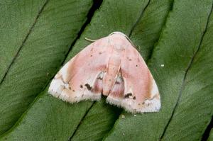 101005 宜蘭 福山植物園 038 Holocryptis nymphula (Rebel, 1909)_800ori