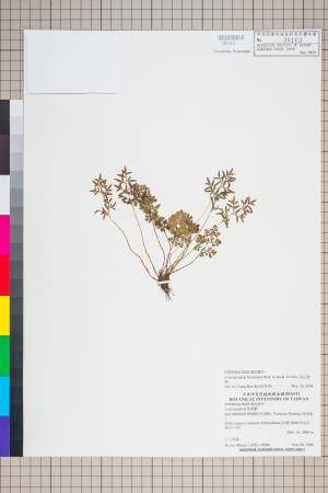 <a href="https://brmas.openmuseum.tw/muse/digi_object/51a12d999f30506386268e60847f6452" target="_blank">高山珠蕨／中央研究院生物多樣性研究博物館植物標本館 (HAST)</a>