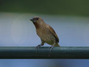 <a href="https://taieol.tw/muse/digi_object/6620ed1132e66a5f13e94033d43dc06e" target="_blank">斑文鳥／By：張俊德／臺灣物種名錄(TaiCOL)</a>