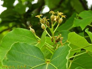 <a href="https://taieol.tw/muse/digi_object/02ae4bfc8ffa33e766da894354cd3446" target="_blank">千年桐／By：kinmatsu／iNaturalist</a>