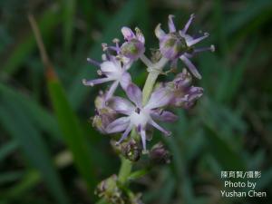 <a href="https://taieol.tw/muse/digi_object/70e12cbd2f0089f12b68ecd55847e81f" target="_blank">綿棗兒／By：cyst007／iNaturalist</a>