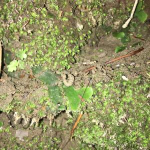 <a href="https://taieol.tw/muse/digi_object/00b27ef92d4a8535c8b72463edd37e1e" target="_blank">毛地錢／By：rrrkai／iNaturalist</a>