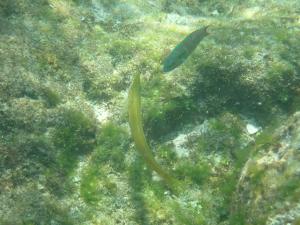 <a href="https://taieol.tw/muse/digi_object/2875eab5a9d2cab46446acb9fbec9df1" target="_blank">管唇魚／By：linscott／iNaturalist</a>