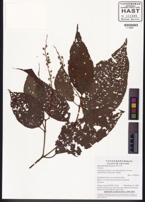 <a href="https://brmas.openmuseum.tw/muse/digi_object/51e50a962ddb03d8ff105323195366c4" target="_blank">銳孔珊瑚屬／中央研究院生物多樣性研究博物館植物標本館 (HAST)</a>