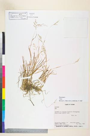 <a href="https://brmas.openmuseum.tw/muse/digi_object/520434004aeec82d4de124ff85cb0d1d" target="_blank">早熟禾／中央研究院生物多樣性研究博物館植物標本館 (HAST)</a>