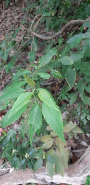 <a href="https://taieol.tw/muse/digi_object/d23d9b131a534cc4974254f55b621afb" target="_blank">多子漿果莧／By：naturalist5923／iNaturalist</a>